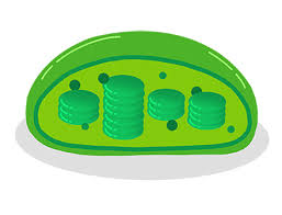 Photosynthetic Organisms
