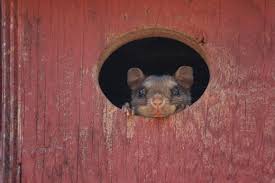 Where Do Flying Squirrels Live Nest