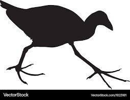 Pukeko Swamphen Royalty Free Vector