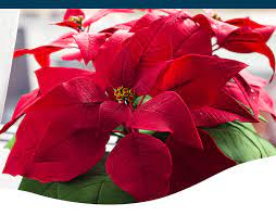 Poinsettia Care And History Ted Lare