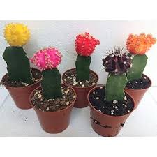 5 Moon Cactus Succulent Oasis At Ubuy India