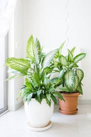 Indoor Plant Fertilizers You Can Make