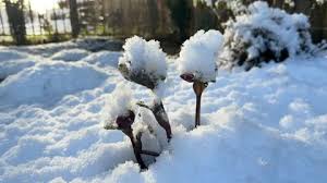 Snow On Ebore Flowers In Changing