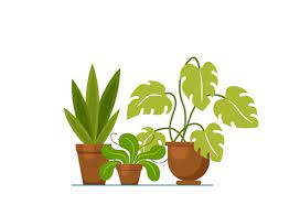 House Plant Isolated Vector Flat House