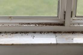 Tiny Black Bugs In House Near Window