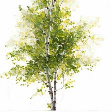 Painting Of A Birch Tree With Green Leaves