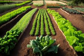 Garden Closeup With Rows Of Plants And