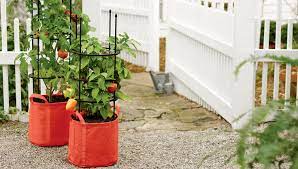 Watch Tomato Grow Bag Kit Gardener S