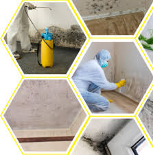 Basement Mold Removal And Remediation