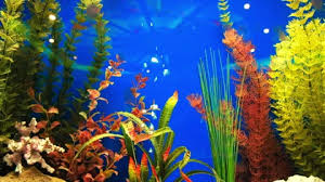 Aquarium With Artificial Plants Blue