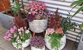 Impressive Potted Garden Perfection