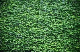 Green Ivy Foliage Wallpaper Mural