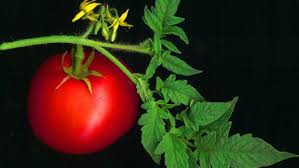 Tomato And Vegetable Garden