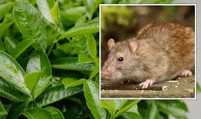 Garden Plants To Deter Rats