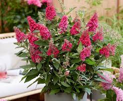 Top 10 Plants For Patios Thompson