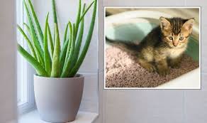 Houseplants Use Cat Litter To Help
