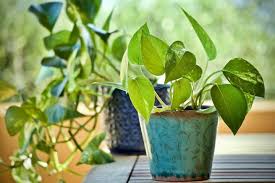 How To Care For Pothos Plants Almanac Com