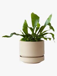 22 Pet Friendly Plants That Are Safe