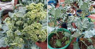 How To Grow Organic Broccoli At Home 6