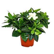 Gardenia Fragrant Flowering Plant