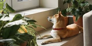 7 Best Pet Safe Indoor Plants