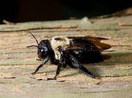 Carpenter Bee Identification