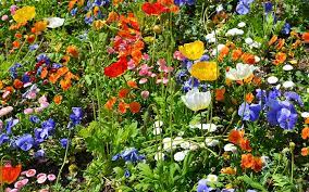 Make Your Backyard Wild Flower Garden