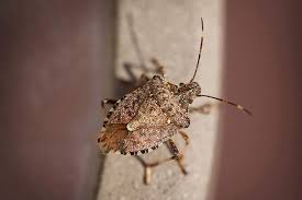 Identify And Control Stink Bugs