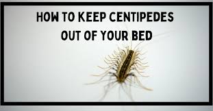 How To Keep Centipedes Out Of Your Bed