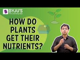 Nutrition In Plants Autotrophic And