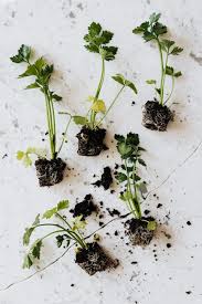 Companion Planting Garden Layout Apps