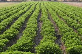 Peanut Farm Stock Photos Images