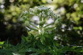 Dog Owners Issued Giant Hogweed Warning