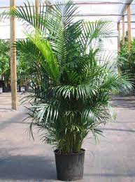 Palm Areca Cat Safe House Plants
