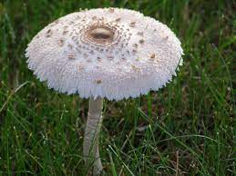 Mushrooms Friends Or Foes To Lawn And