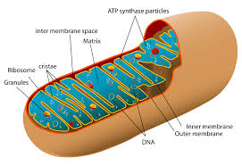 4 10 Cellular Respiration Human Biology