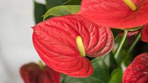 Complete Guide To Anthurium Care
