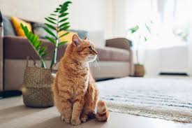 Pets Safe When You Have Indoor Plants