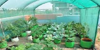 Kitchen Garden At Rs 25 Square Feet In