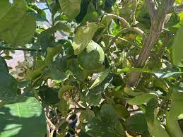 Citrus Tree Lime Elgin Nursery