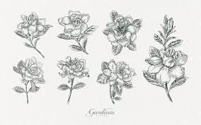 Gardenia Vector Images Browse 2 103
