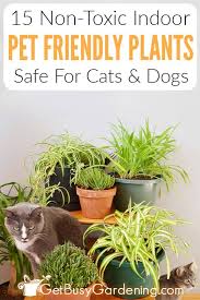 Pet Friendly Indoor Houseplants Safe