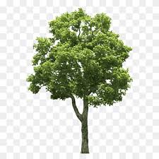 Page 5 Tree Free Png Images Pngwing