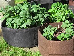 Tips For Year Round Vegetable Gardens