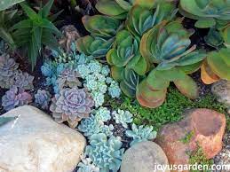 Prep The Soil For A Succulent Garden