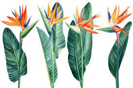 Bird Of Paradise Logo Images Browse