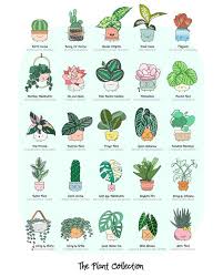 Houseplants Plant Doodle Types Of