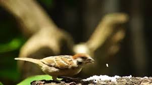 Wild Sparrow Stock Footage Royalty