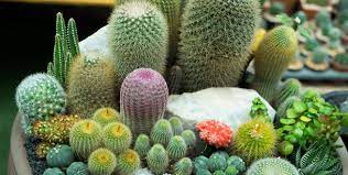 How To Build An Indoor Succulent Garden