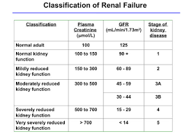 Renal Function Flashcards